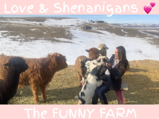 Love & Shenanigans " IF ONLY to WHY NOT"